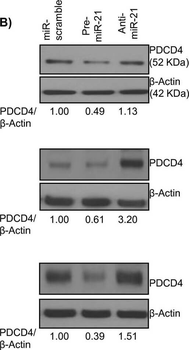 Pdcd4 phospho S457 Antibody