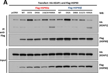 AHA1 Antibody
