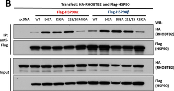AHA1 Antibody