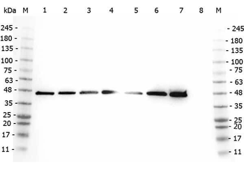 AHA1 Antibody