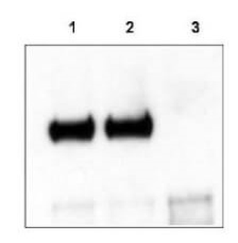 Ntrk3 Antibody