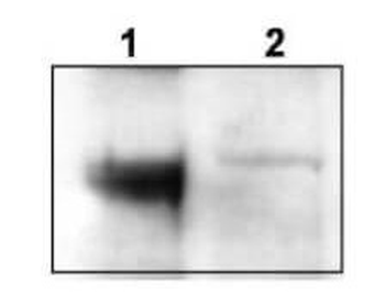 Ntrk3 Antibody