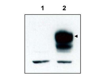 Ntrk3 Antibody