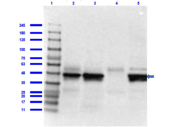 IL17R Antibody
