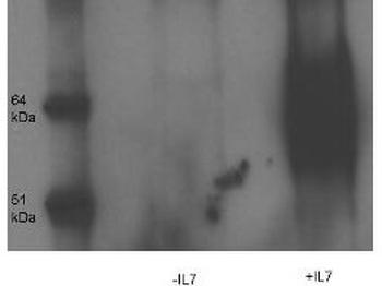IL17R Antibody