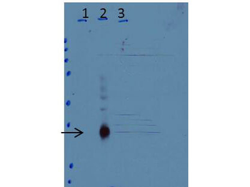Cebpd Antibody