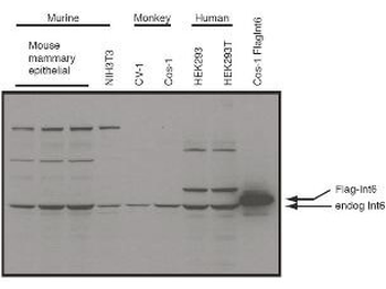 Eif3e Antibody