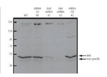 Eif3e Antibody