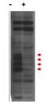 CENPU Antibody