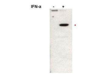 STAT2 phospho Y690 Antibody
