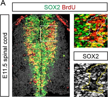 BrdU Antibody