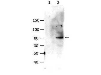 STAT6 phospho Y641 Antibody