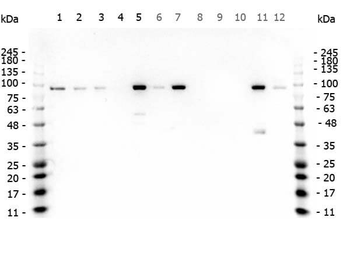 ctnnb1 Antibody