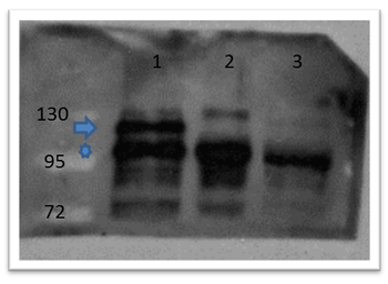 ctnnb1 Antibody