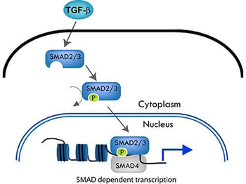 SMAD3 Antibody