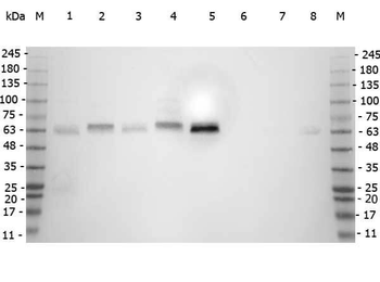 SMAD3 Antibody