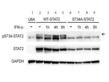 STAT2 phospho S734 Antibody