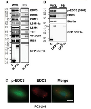 Edc3 Antibody