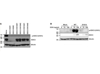 Edc3 Antibody