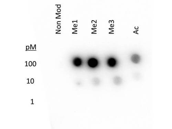 HIST2H3C Antibody