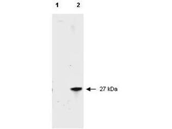 RFP Antibody Fluorescein Conjugated Pre-Adsorbed