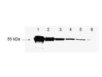 DYKDDDDK Tag (FLAG) Antibody Biotin Conjugated
