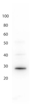 GFP Antibody