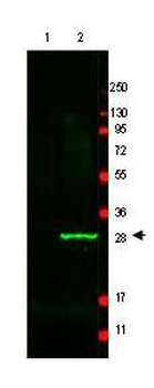 GFP Antibody