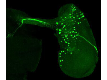 GFP Antibody
