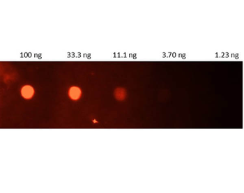 CRP Antibody (FITC)
