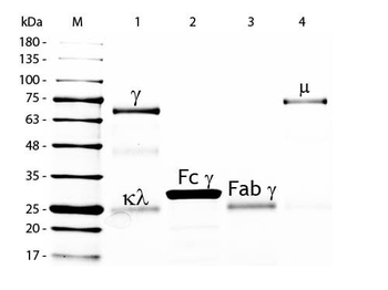 Chicken IgG F(ab')2 Fluorescein Antibody