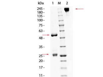 Goat IgG Antibody