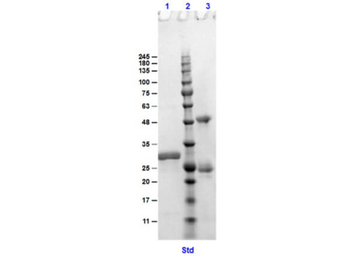 Goat IgG F(c) Antibody