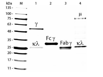 Goat IgG Fluorescein Antibody