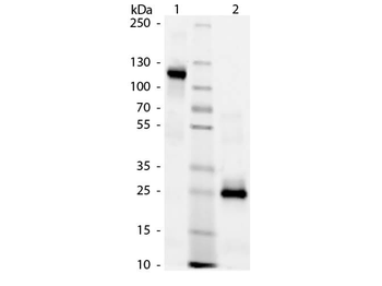 Human IgG F(ab')2 Antibody