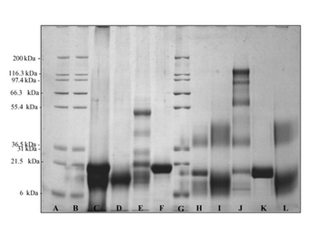 Rabbit IgG F(ab')2 Antibody