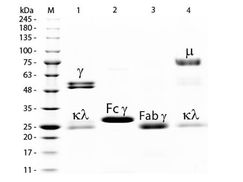 Rat IgG Agarose Antibody