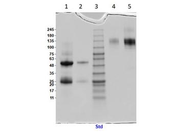 Armenian Hamster IgG isotype Control Antibody