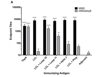 Mouse IgG (H&L) Antibody Peroxidase Conjugated