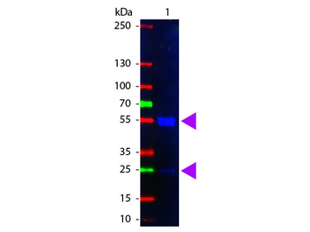 Swine IgG (H&L) Antibody Fluorescein Conjugated