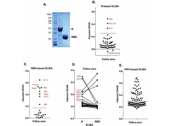 Cat IgG (H&L) Antibody Peroxidase Conjugated