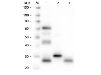 Chicken IgG (H&L) Antibody Fluorescein Conjugated