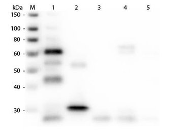Chicken IgG (H&L) Antibody Peroxidase Conjugated Pre-Adsorbed