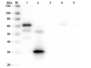 Chicken IgG Fc Antibody Fluorescein Conjugated