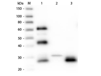 Chicken IgG F(ab')2 Antibody Peroxidase Conjugated