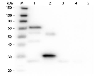 Chicken IgG (H&L) Antibody Pre-Adsorbed
