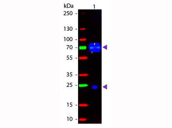 Chicken IgG (H&L) Antibody Fluorescein Conjugated Pre-Adsorbed