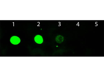 Goat IgG (H&L) Antibody Fluorescein Conjugated