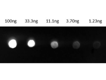 Guinea Pig IgG (H&L) Antibody Fluorescein Conjugated Pre-Adsorbed