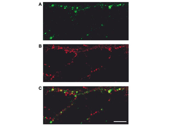 Guinea Pig IgG (H&L) Antibody Texas Red Conjugated Pre-Adsorbed